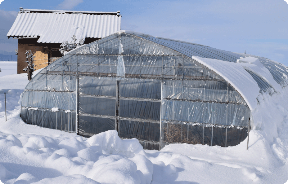 ビニールハウス農業の雪害　イメージ画像