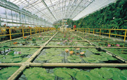 熱川バナナワニ園温室